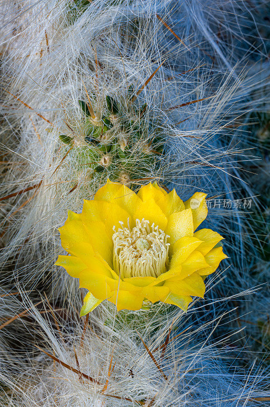 羊毛仙人掌，活雪。仙人掌，秘鲁莫亚帕塔。Austrocylindropuntia floccosa